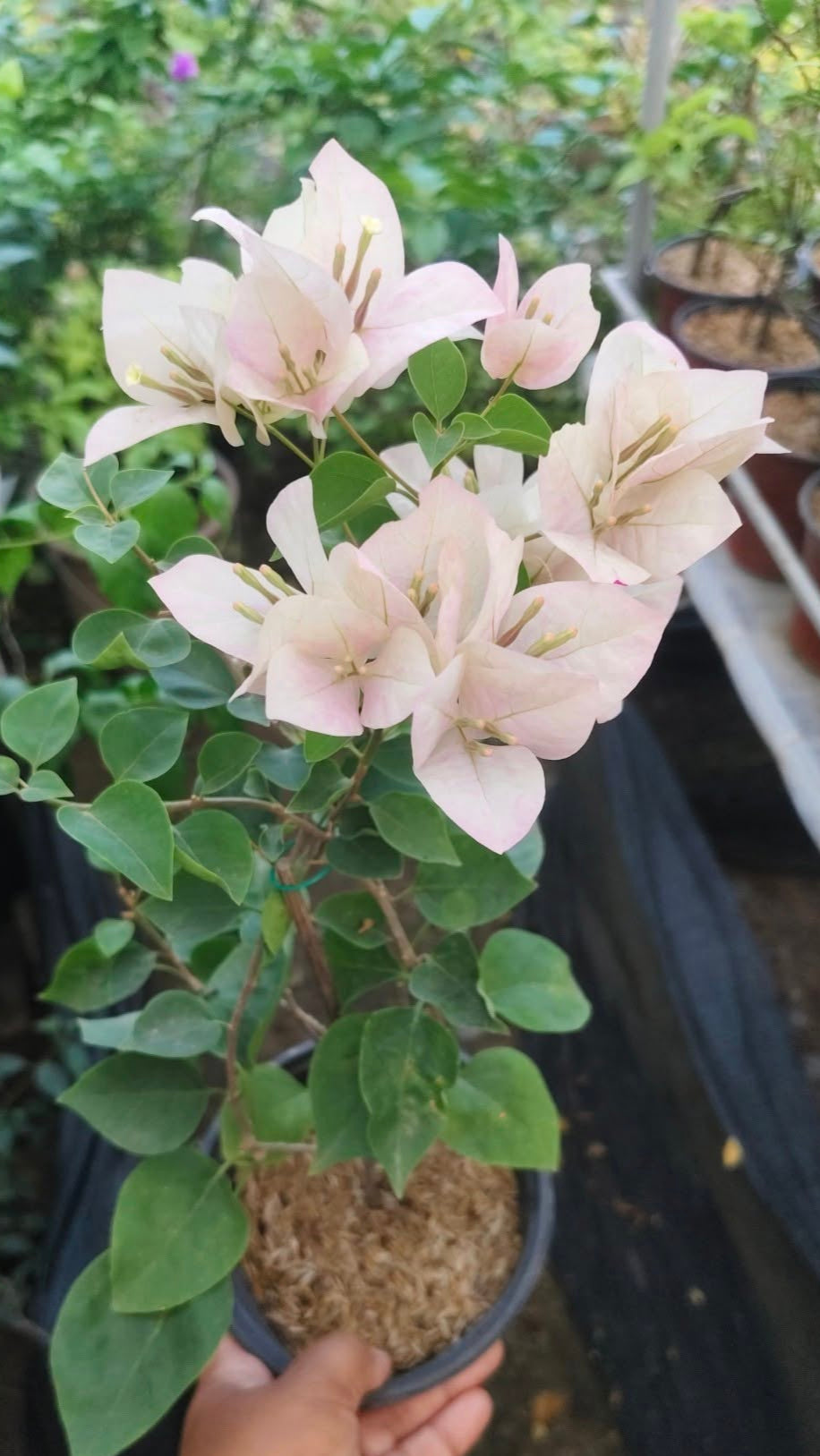 Lady Bird Bougainvillea