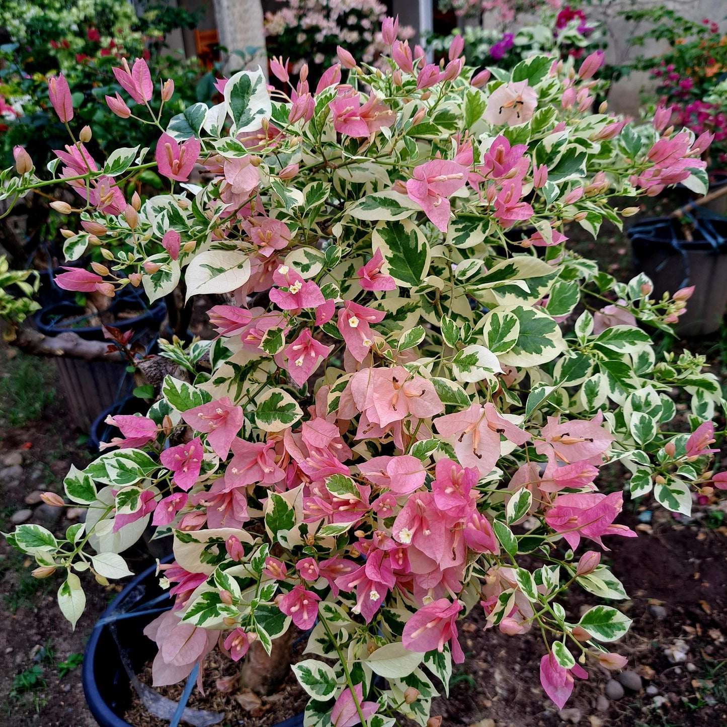 Pink Patch Bougainvillea