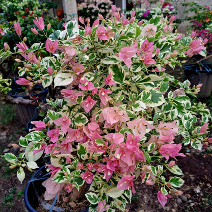 Pink Patch Bougainvillea