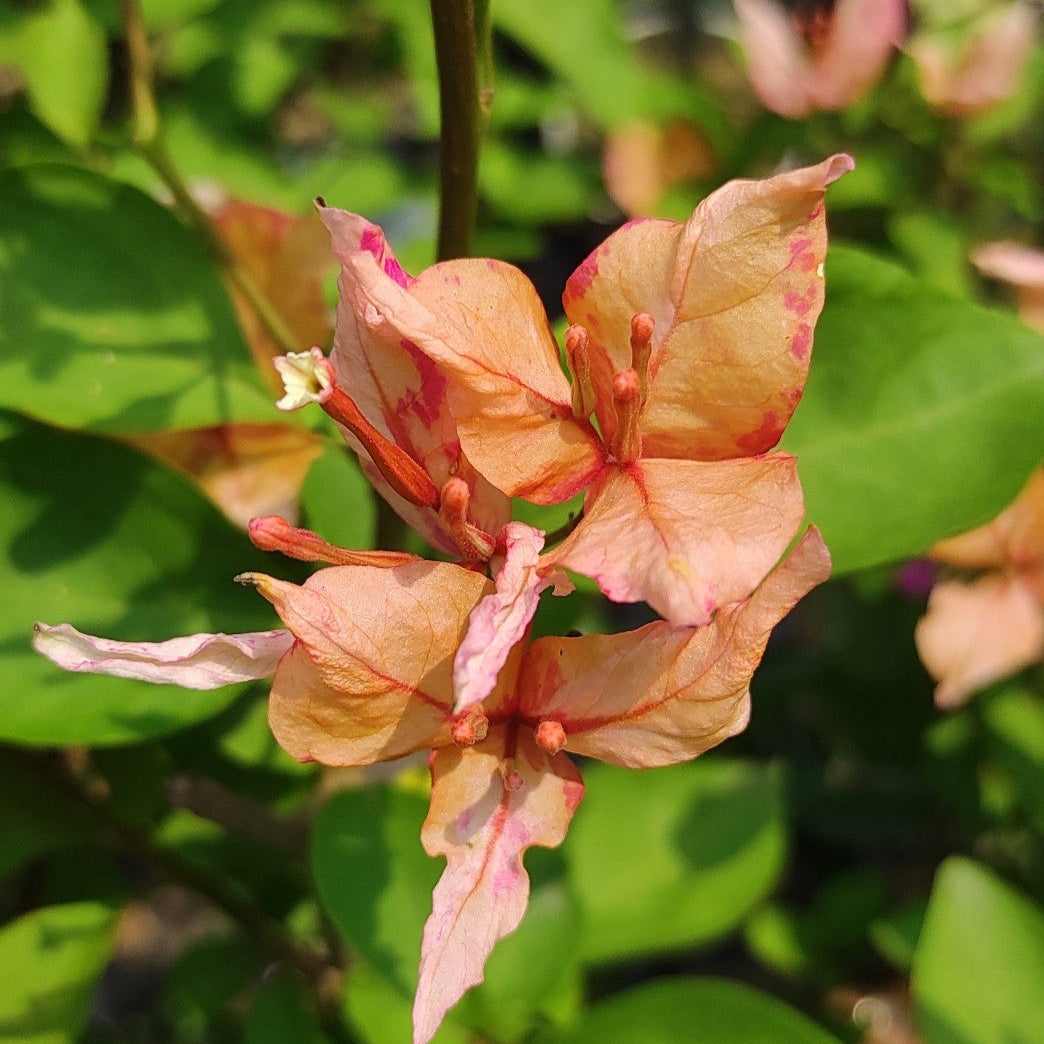 Arjuna Bougainvillea