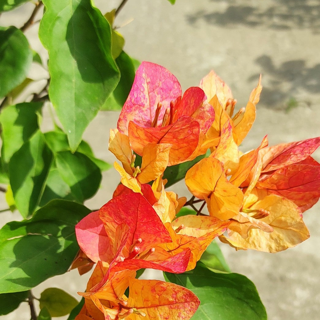 Arjuna Bougainvillea