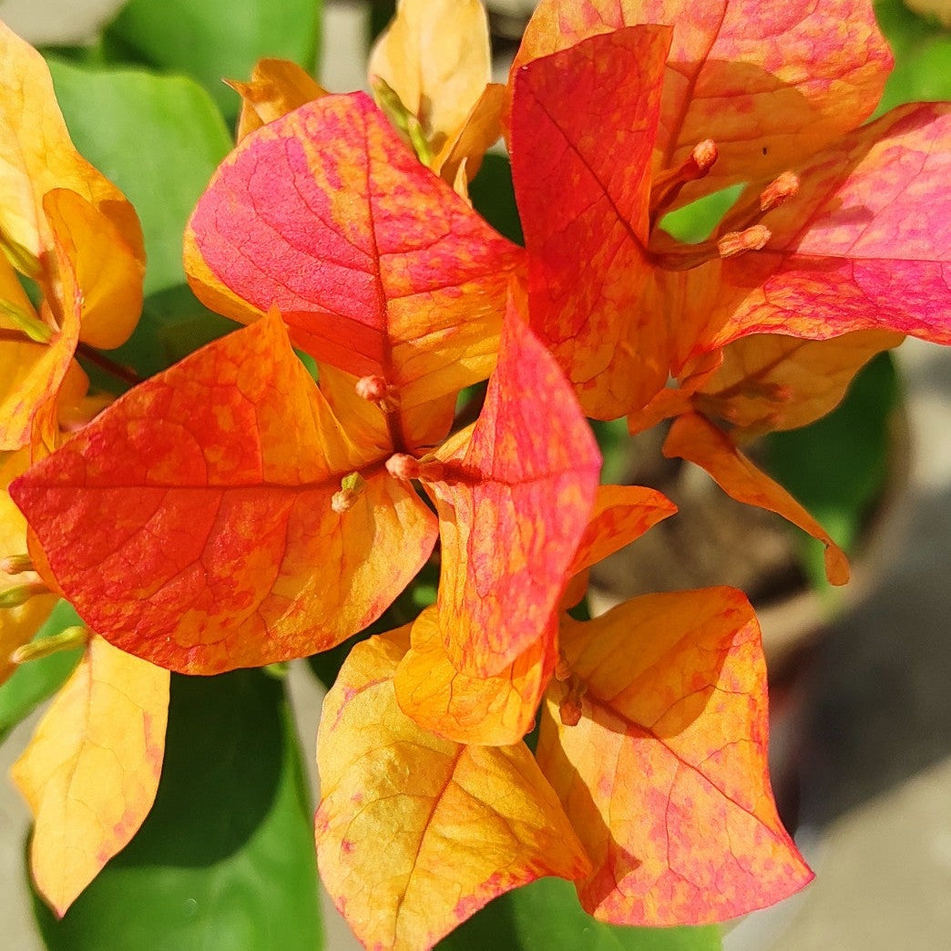 Arjuna Bougainvillea