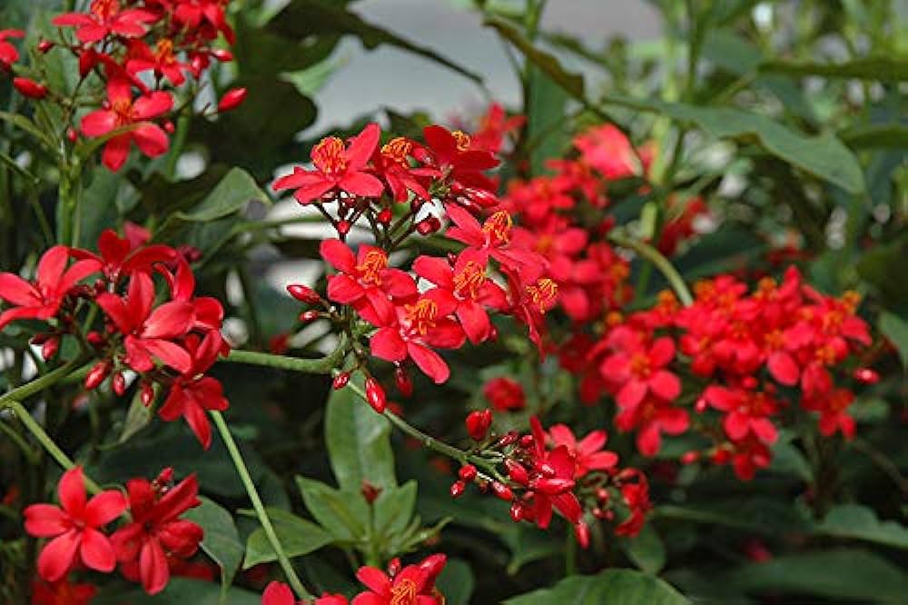 JATROPHA FLOWERS PLANTS