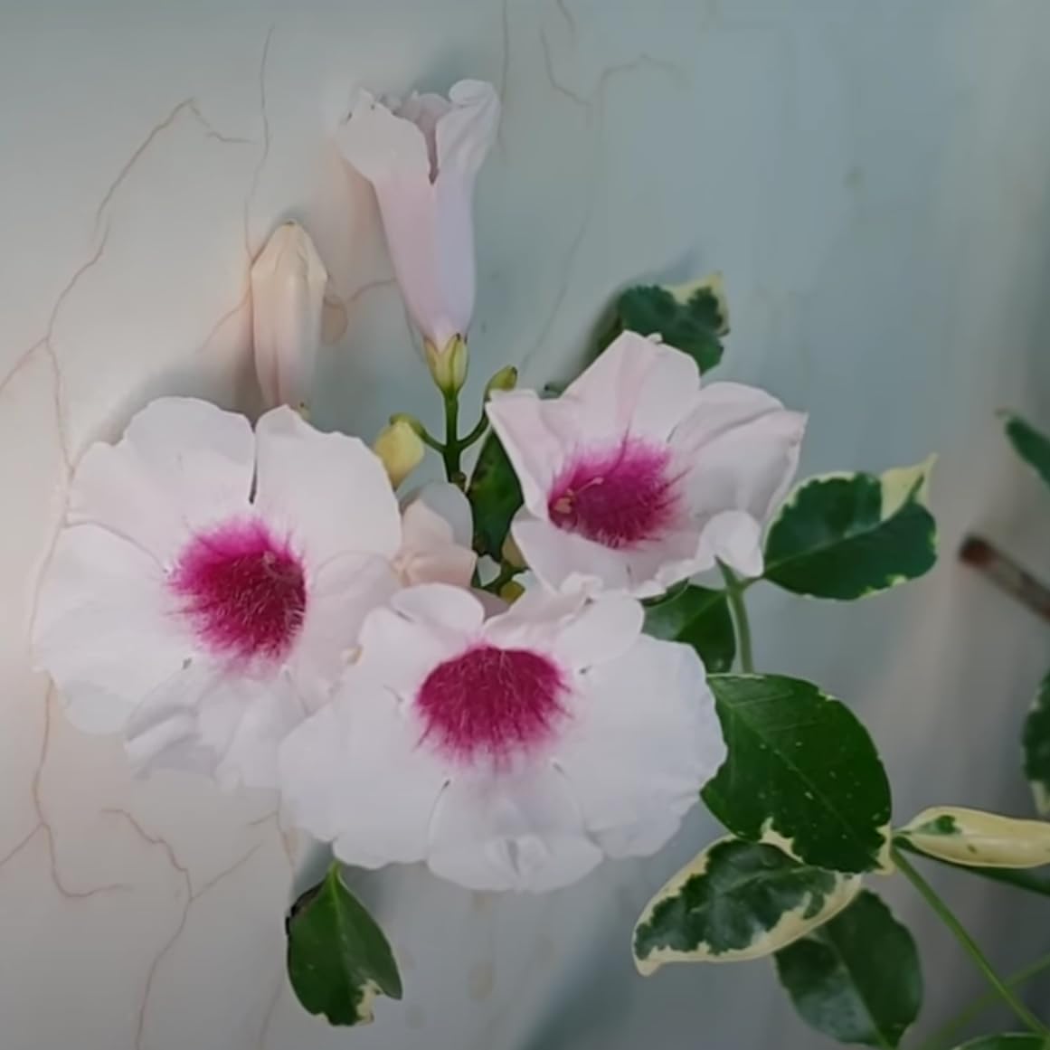 VARIEGATED TECOMA FLOWERS PLANTS