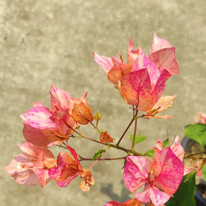Arjuna Bougainvillea