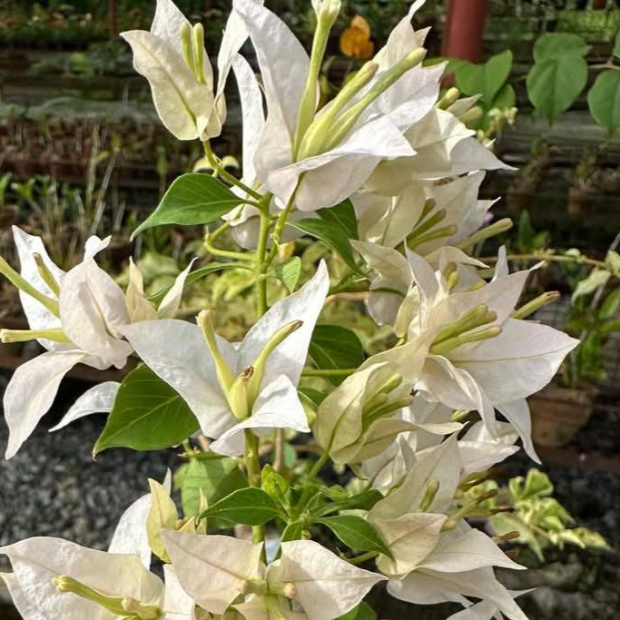 Balaka Bougainvillea