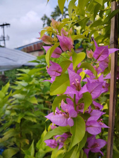 Pink Panther Taiwan Bougainvillea