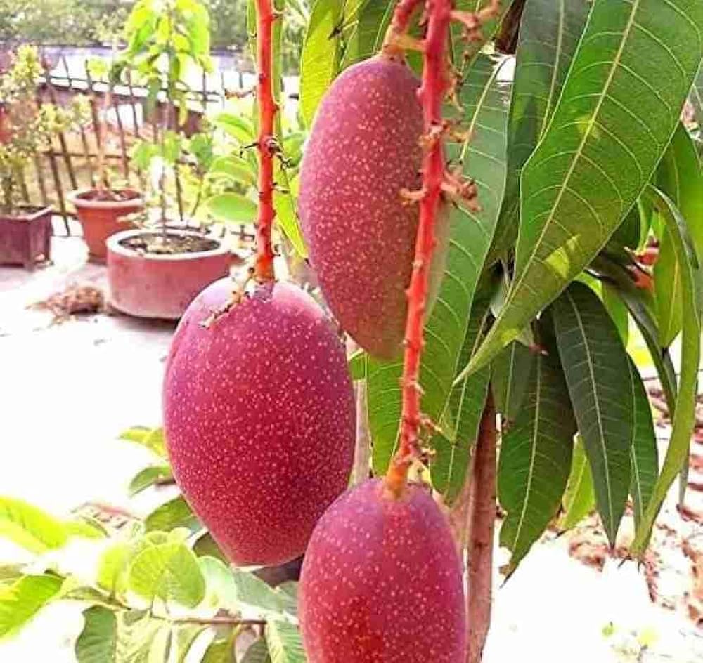 JAPANESE MIYAJAKI HYBRID MANGO PLANT (GRAFTED)