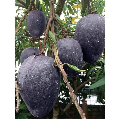 KASTURI MANGO Fruit plants (grafting)