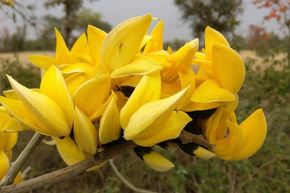 Yellow Butea Monosperma ( palash ) Grafting flowers plants