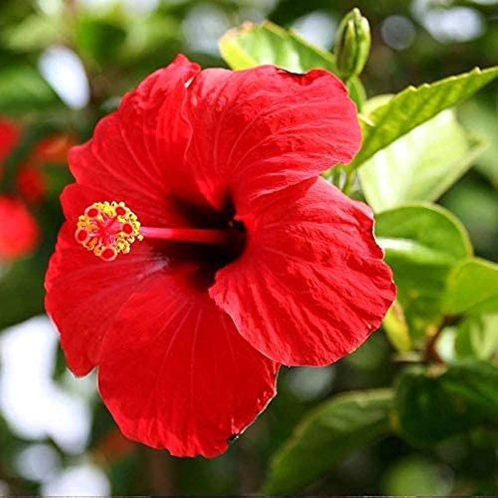 American Hibiscus Plant(Big Bize)