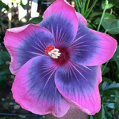 Austrelian Hibiscus Rare Colors