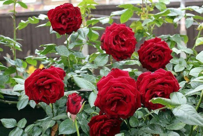 Red Rose (Hybrid)