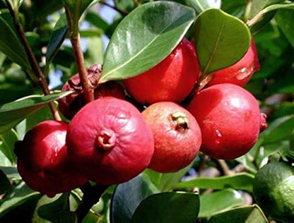 Red Strawberry Guava (Seedling and Layering Plants)