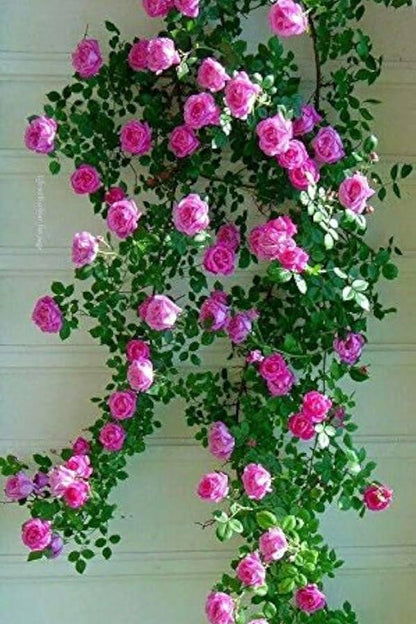 Climbing Rose(Pink) Flower Plants