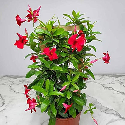 MANDEVILLA (RED) FLOWERING PLANT