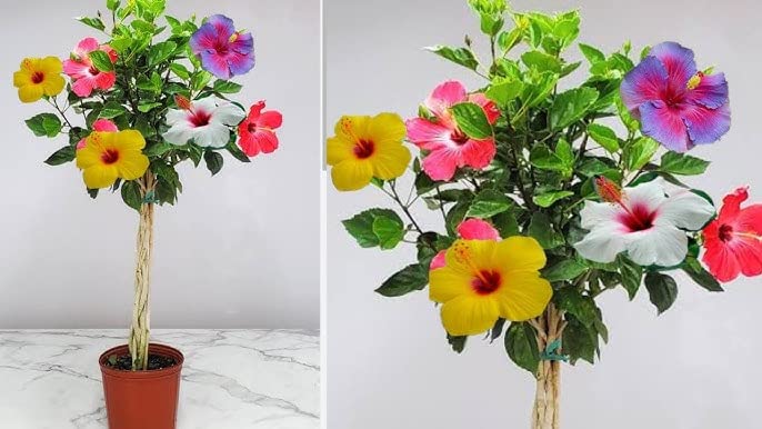 Hibiscus Multicolor Grafting (8-10)