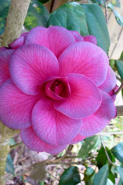 CAMELLIA FLOWERS PLANTS (Purple)