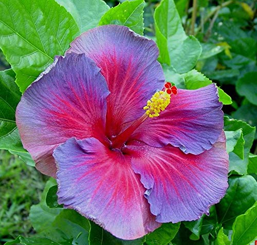 Austrelian Hibiscus Rare Colors