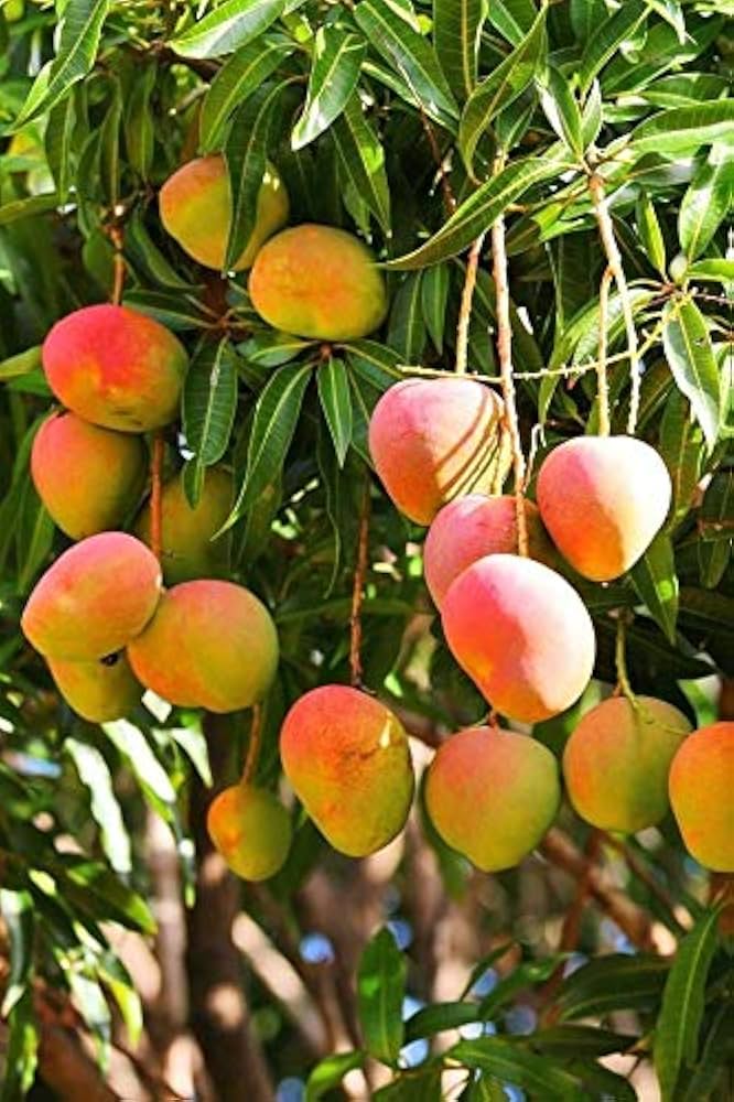 NEELUIM BORI MANGO Plant (GRAFTING)