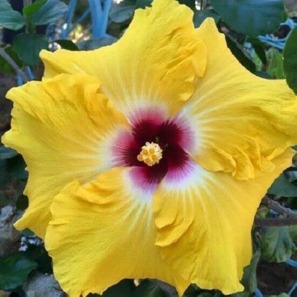 Austrian Hibiscus Flowers plants (Yellow)