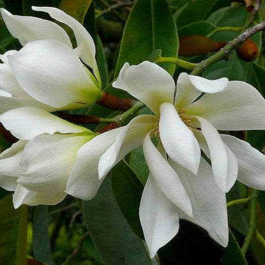 Champa White Flowers Plants