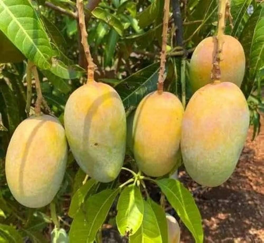 VASTARA MANGO PLANTS (Grafted)