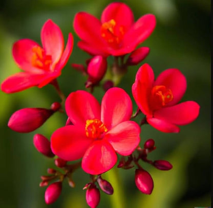 JATROPHA FLOWERS PLANTS