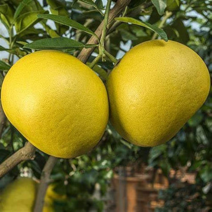 Pomelo BATABI LABU Fruit Plant