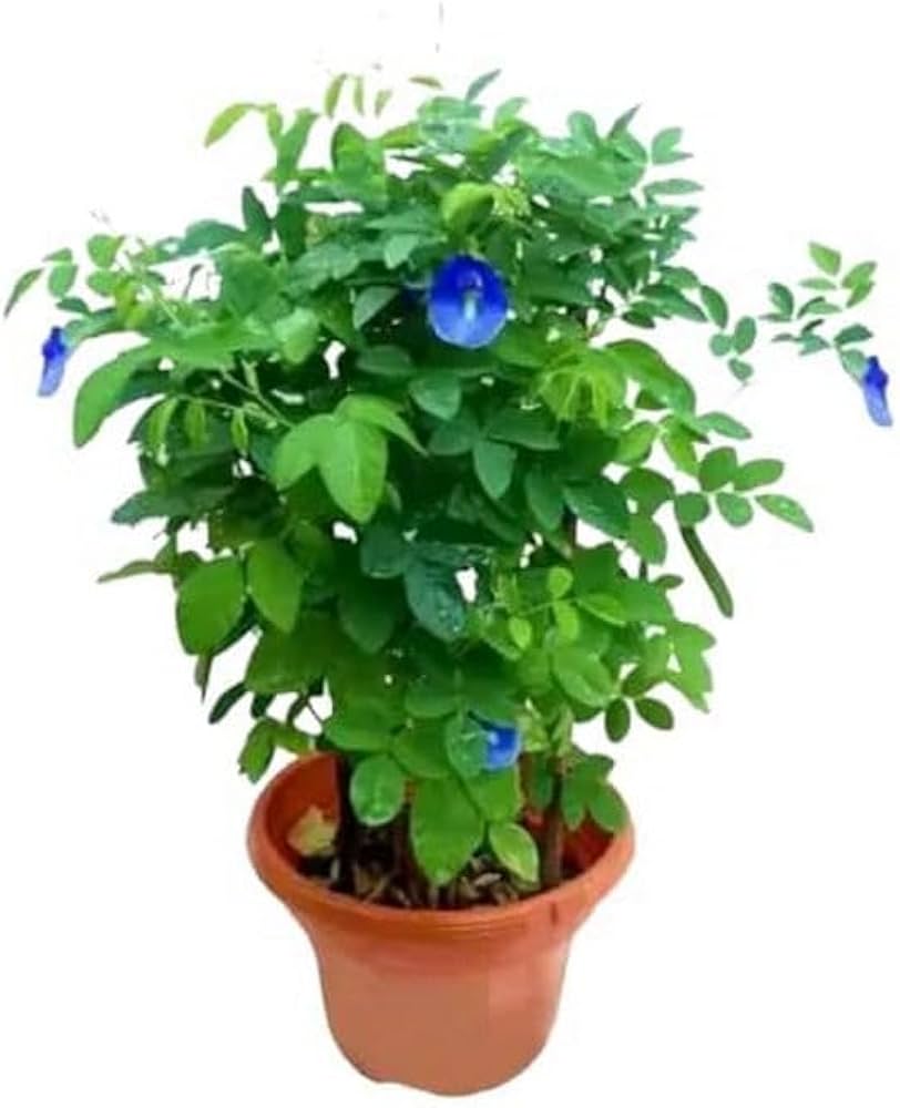 Asian pigeonwings Flowers Plants (Aparajita Blue)