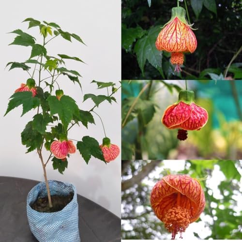 Lantern Tiger Hibiscus Flowers Plants