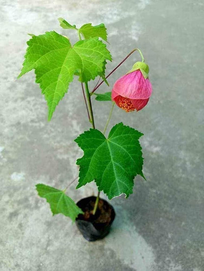 Lantern Hibiscus Flowers Plants (Red)