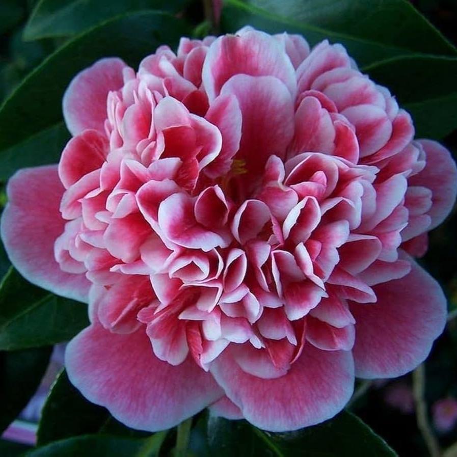 CAMELLIA FLOWERS PLANTS (THOKA)