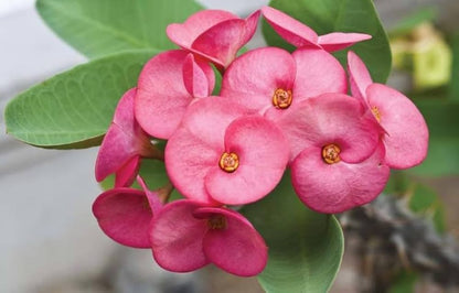 Euphorbia Flowers Plants (Pink)