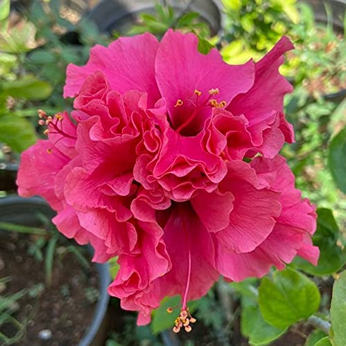 Austrilian Hibiscus Pink Thoka Flowers Plant