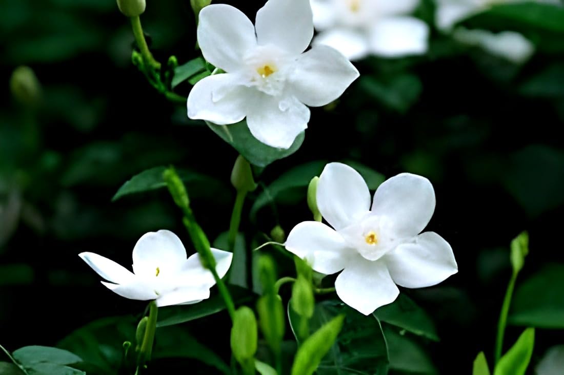 BHUTANMALLIKA FLOWERS PLANTS