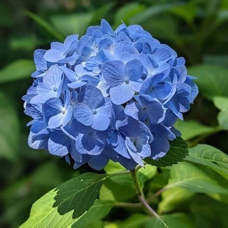 Hybrid Hydrangea Flowers Plants (BLUE)