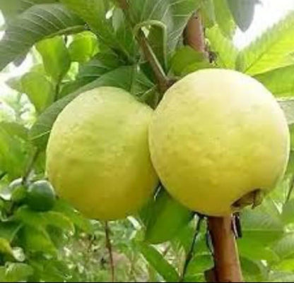 Golden 8 Guava Plant Grafted & Hybrid Plants