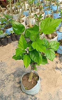 Hibiscus Multicolor Grafting (8-10)