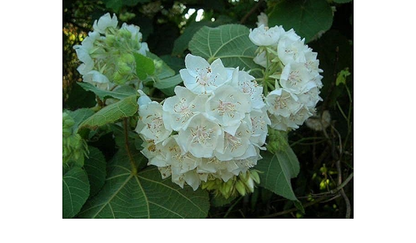 Dombeya Flowers Plants(WHITE)