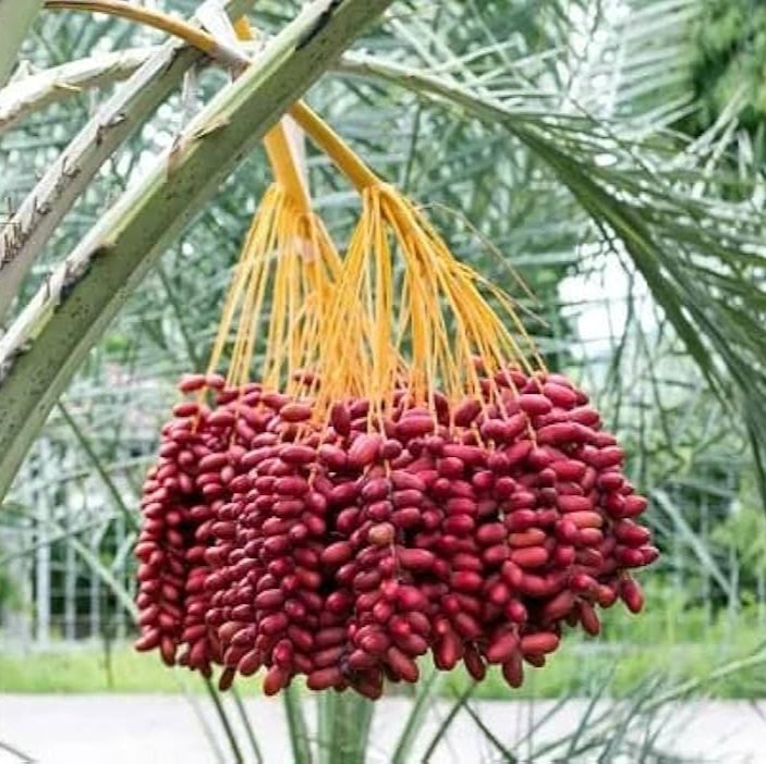 Dwarf Arabian Date Plant