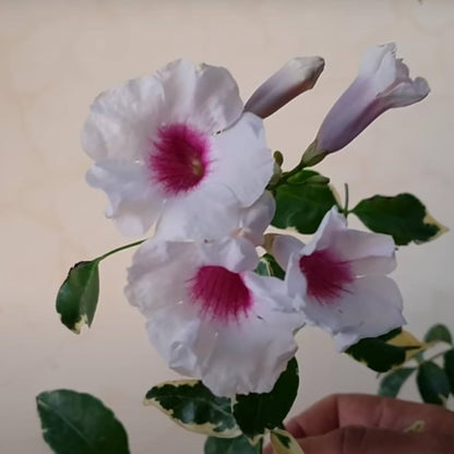 VARIEGATED TECOMA FLOWERS PLANTS