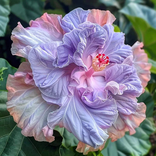 Austrelian Hibiscus Purple Double Petals