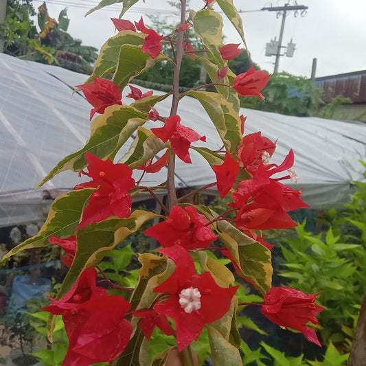 Flame Red Verigated Bougainvillea