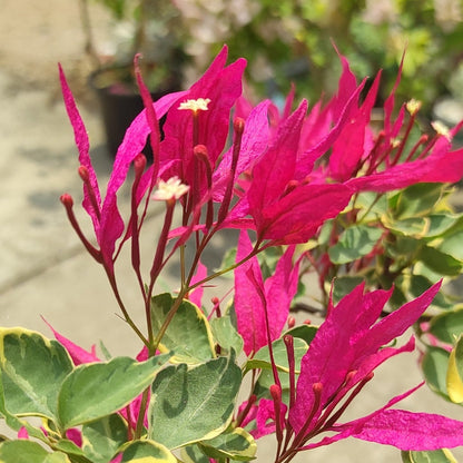 Red Butterfly