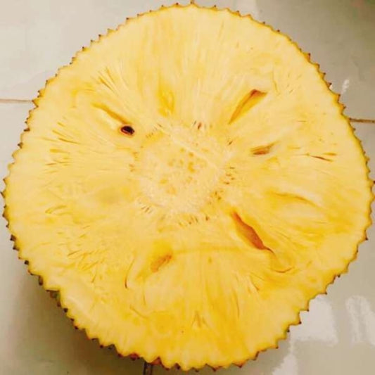 Seedless Jack Fruit Plants