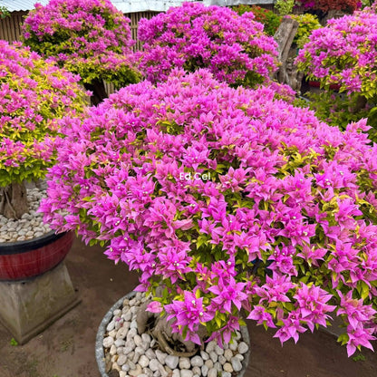 Pink Panther Taiwan Bougainvillea