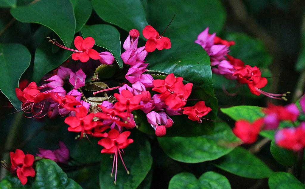 Bleeding Heart Vine Red Flowers Plants