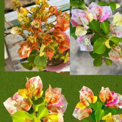 GOLDEN DAMIA Bougainvillea