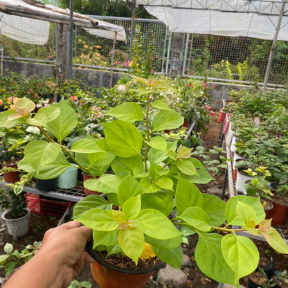 GOLDEN DAMIA Bougainvillea